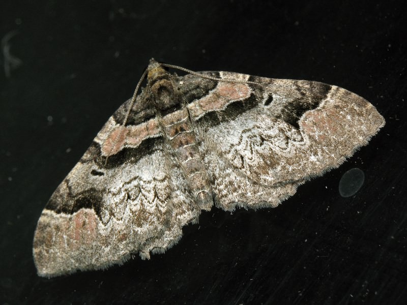 Catarhoe rubidata (Denis & Schiffermuller, 1775)